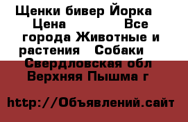 Щенки бивер Йорка  › Цена ­ 30 000 - Все города Животные и растения » Собаки   . Свердловская обл.,Верхняя Пышма г.